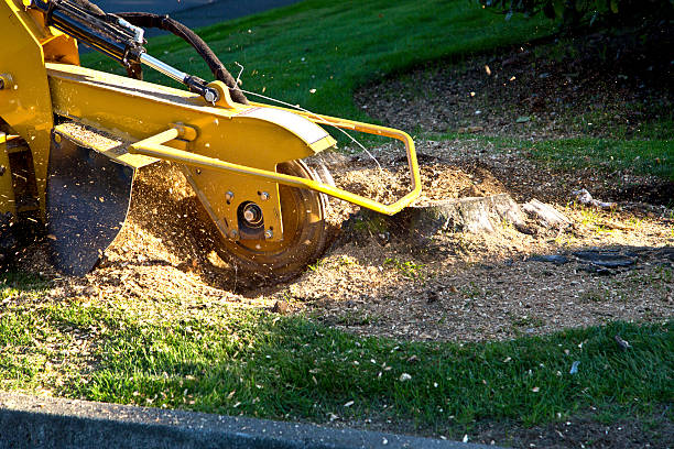 The Steps Involved in Our Tree Care Process in Grosse Pointe Park, MI